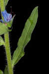 Common viper's bugloss